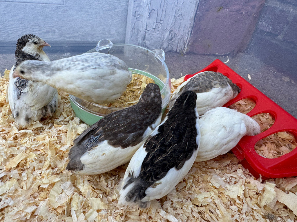 HomeHatch Button Quail Fertile Eggs - 6 eggs