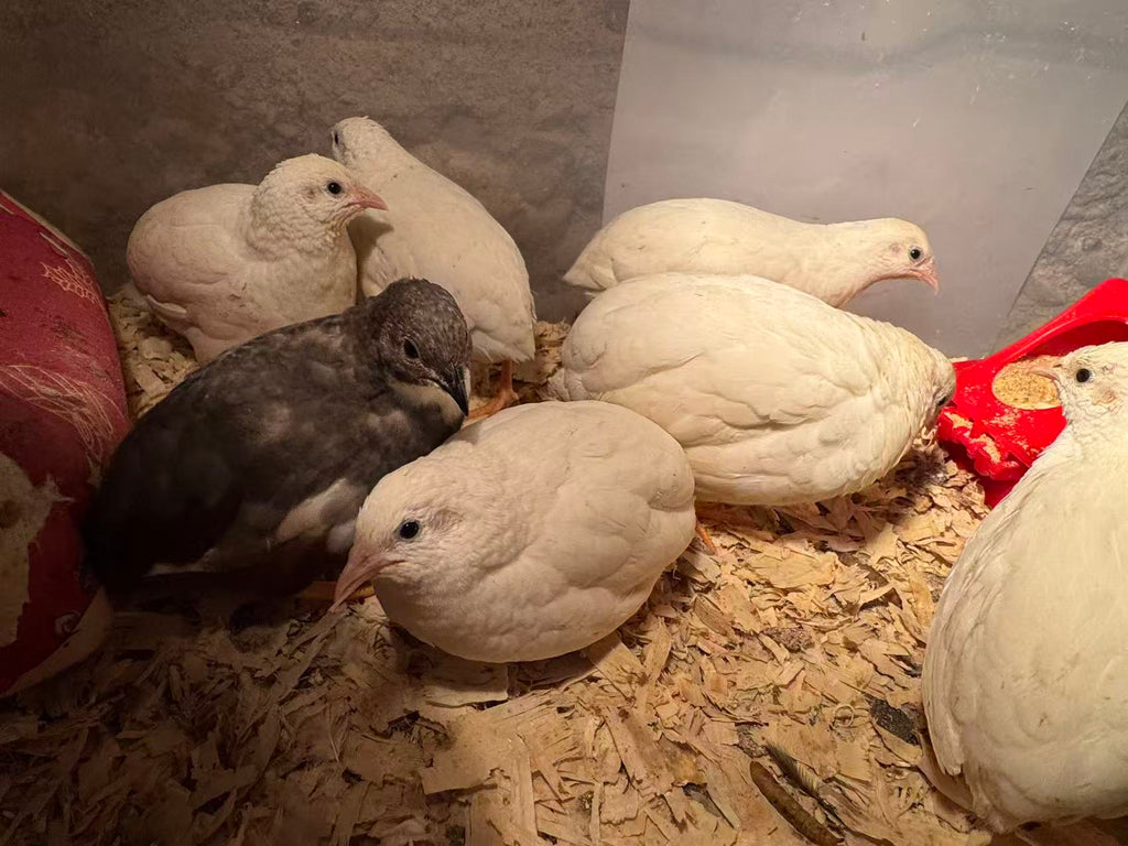 HomeHatch 芦丁鸡受精蛋 Button Quail Fertile Hatching Eggs-12eggs