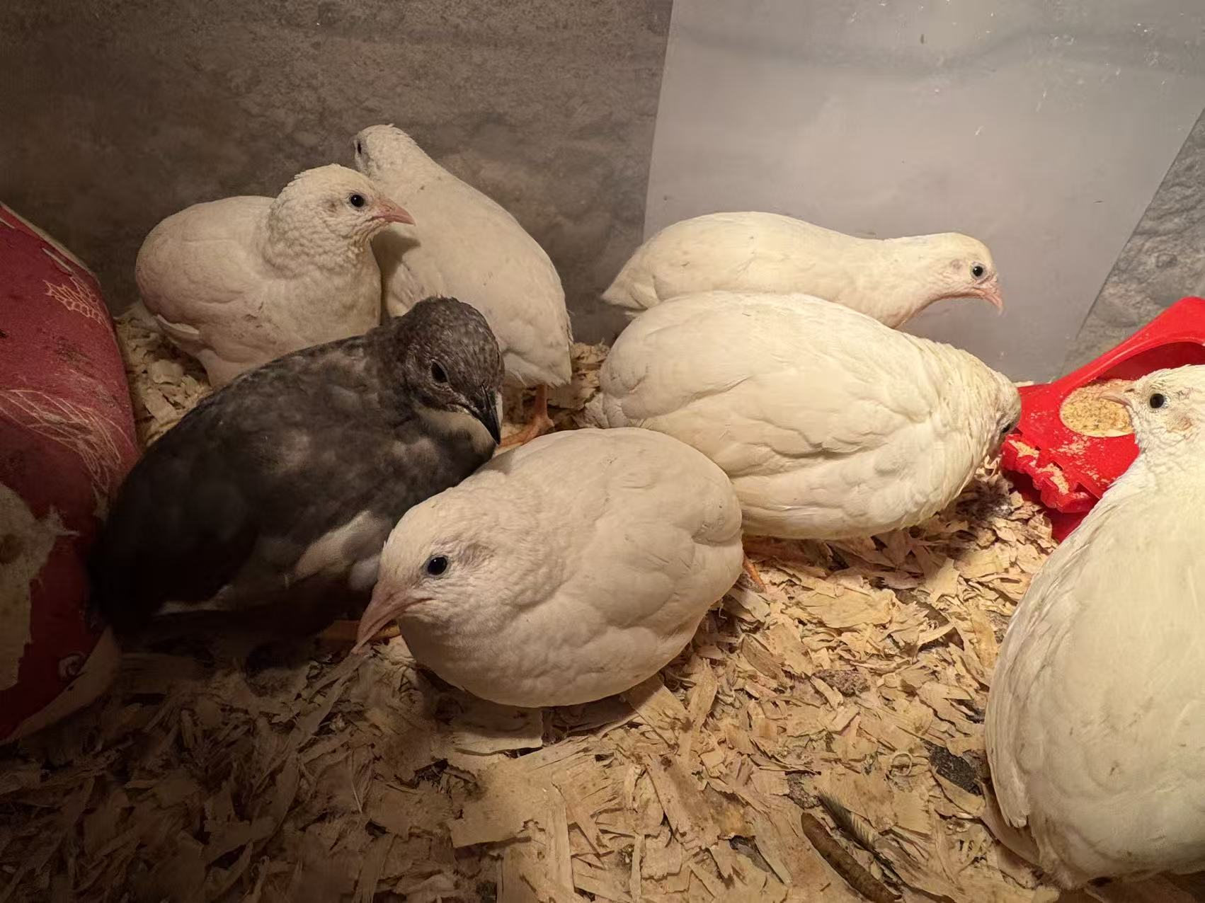 HomeHatch Button Quail Fertile Eggs - 6 eggs