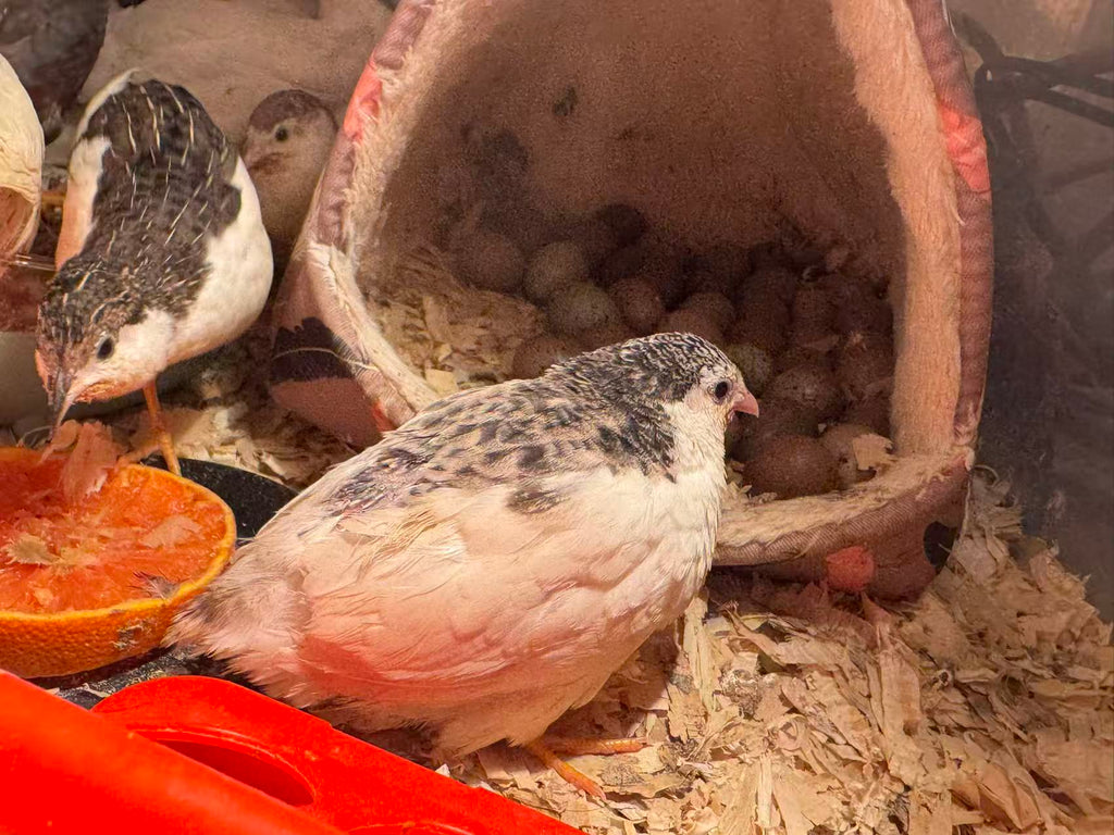 HomeHatch Button Quail Fertile Eggs - 6 eggs