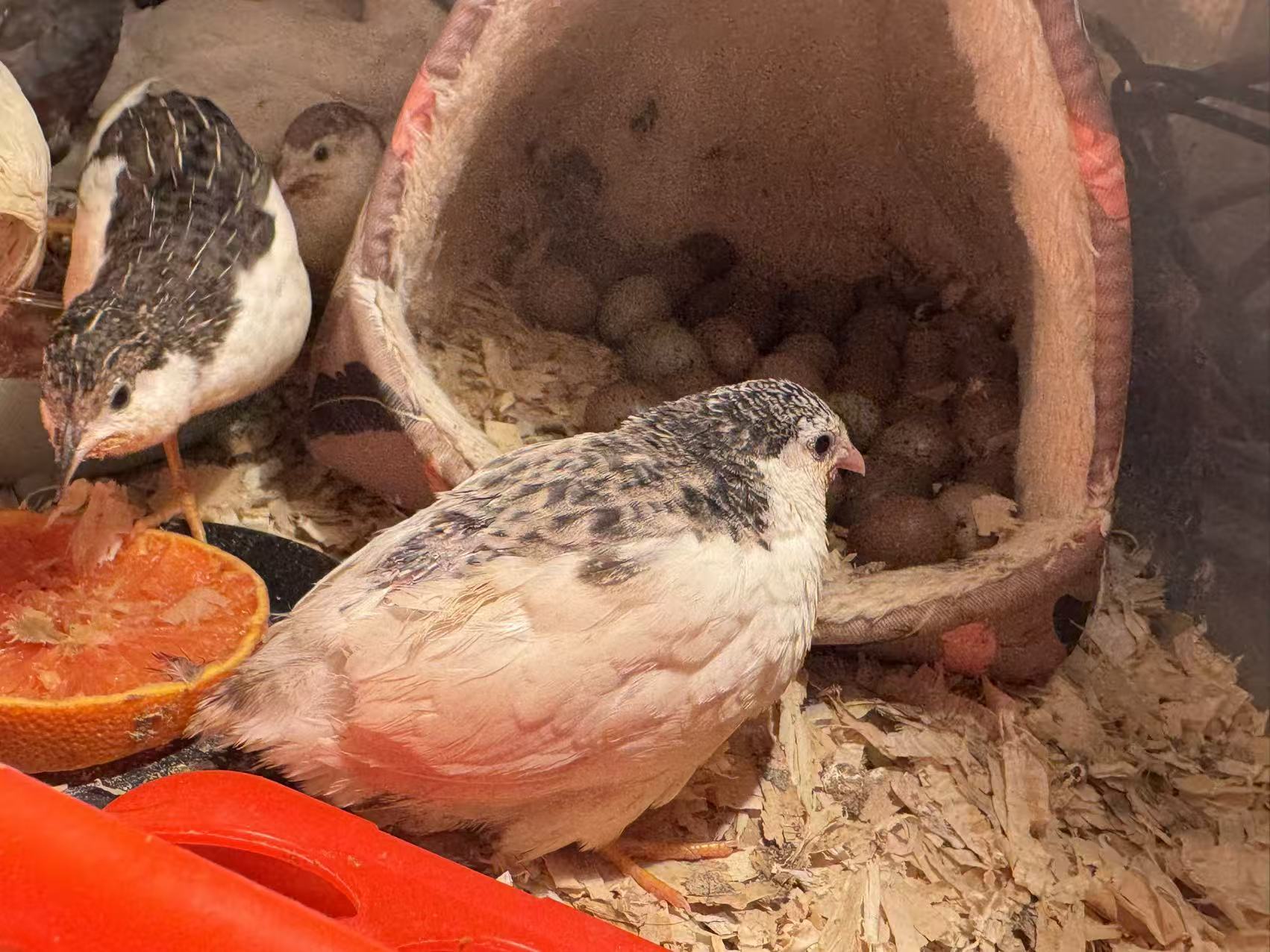 HomeHatch Button Quail Fertile Eggs - 6 eggs