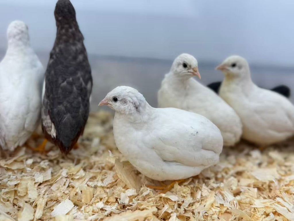 HomeHatch 芦丁鸡受精蛋 Button Quail Fertile Hatching Eggs-12eggs