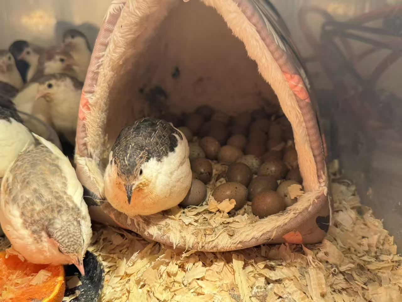HomeHatch Button Quail Fertile Eggs - 6 eggs