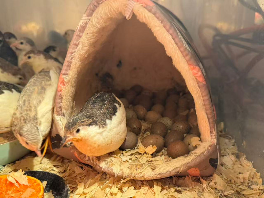 HomeHatch Button Quail Fertile Eggs - 6 eggs