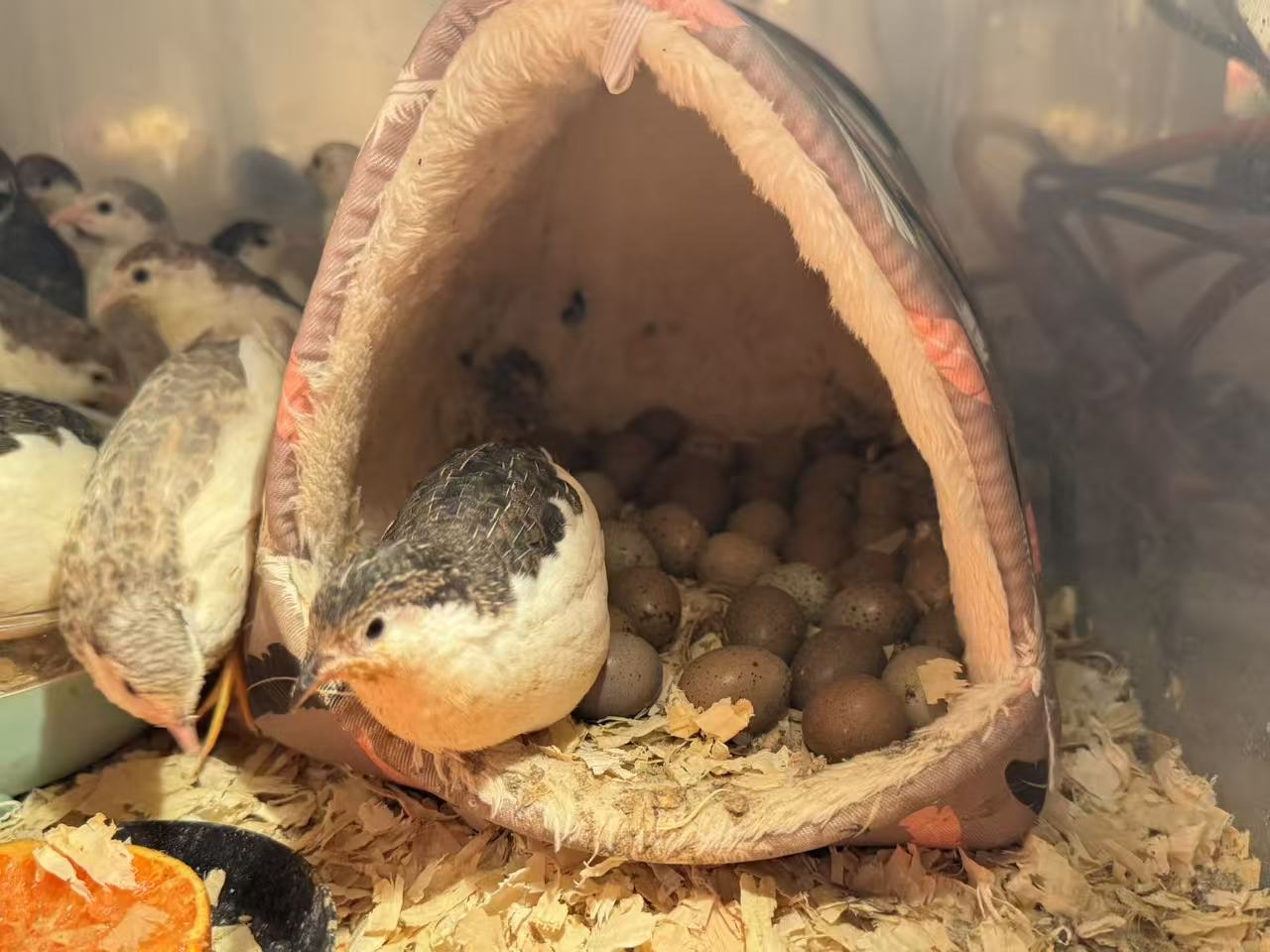 HomeHatch Button Quail Fertile Eggs - 6 eggs