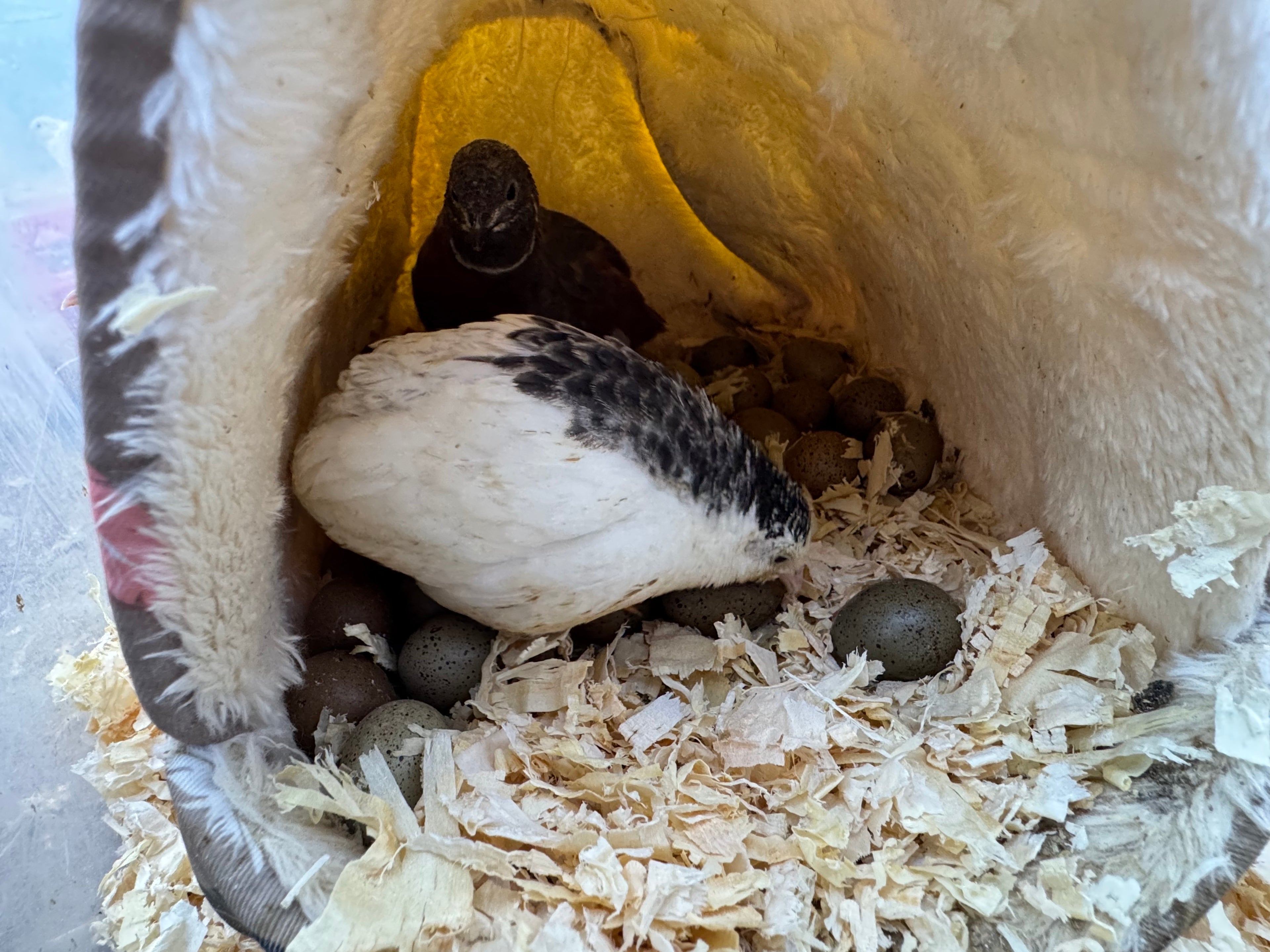 HomeHatch Button Quail Fertile Eggs - 6 eggs