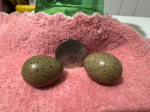 HomeHatch Button Quail Fertile Eggs - 6 eggs