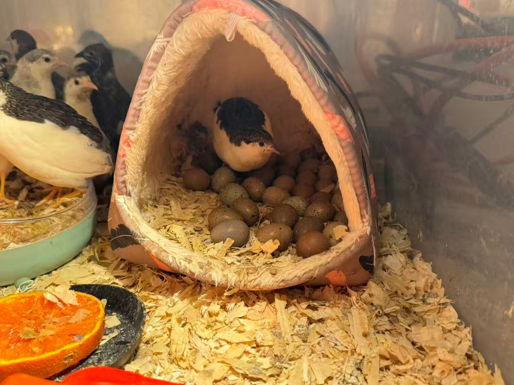 HomeHatch 芦丁鸡受精蛋 Button Quail Fertile Hatching Eggs-12eggs