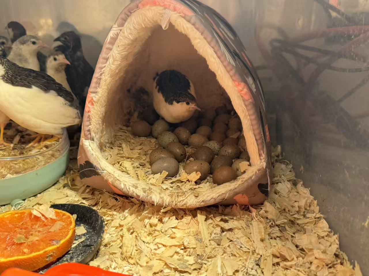 HomeHatch Button Quail Fertile Eggs - 6 eggs