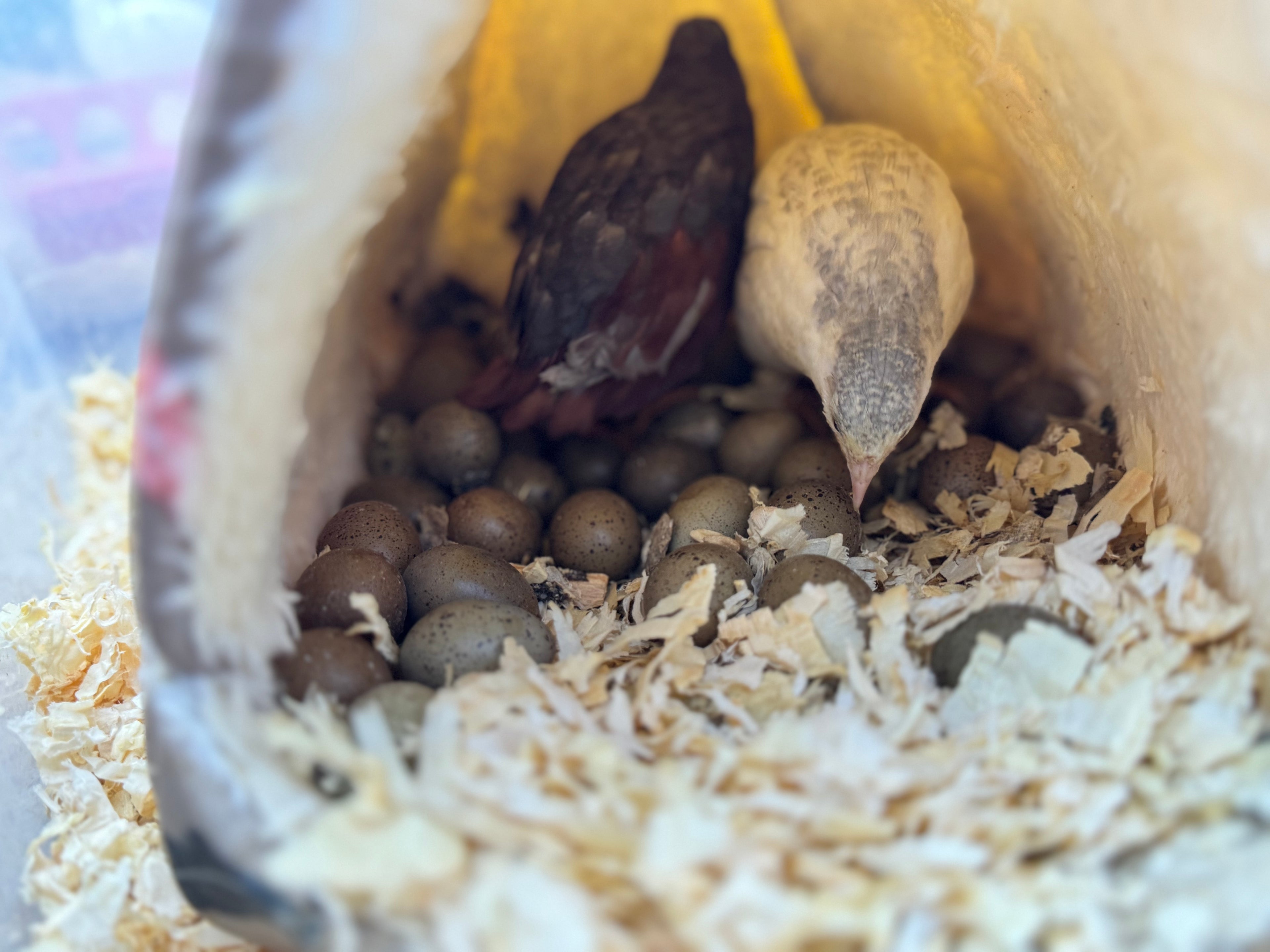 HomeHatch Button Quail Fertile Eggs - 6 eggs