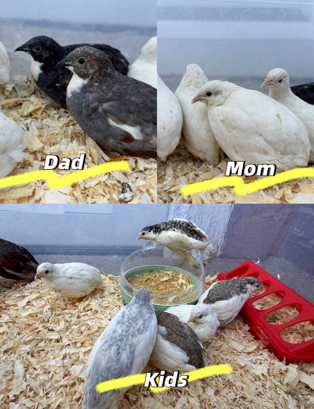 HomeHatch 芦丁鸡受精蛋 Button Quail Fertile Hatching Eggs-12eggs