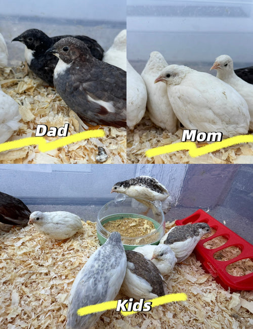 HomeHatch Button Quail Fertile Hatching Eggs - 12 eggs