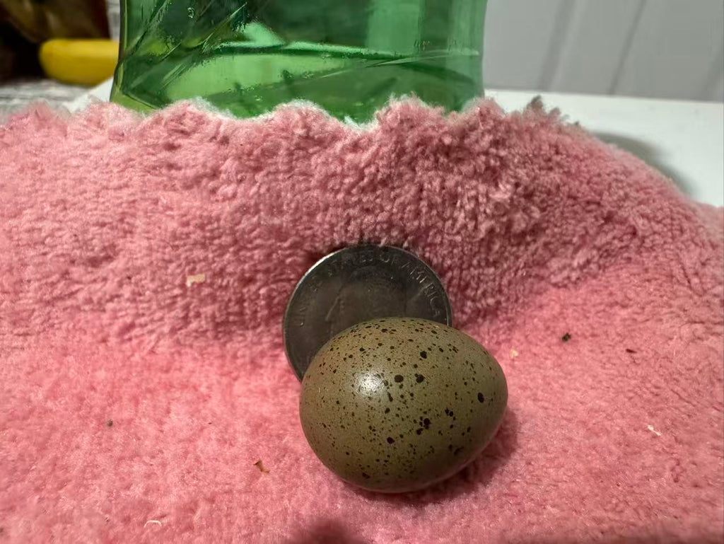 HomeHatch 芦丁鸡受精蛋 Button Quail Fertile Hatching Eggs-12eggs