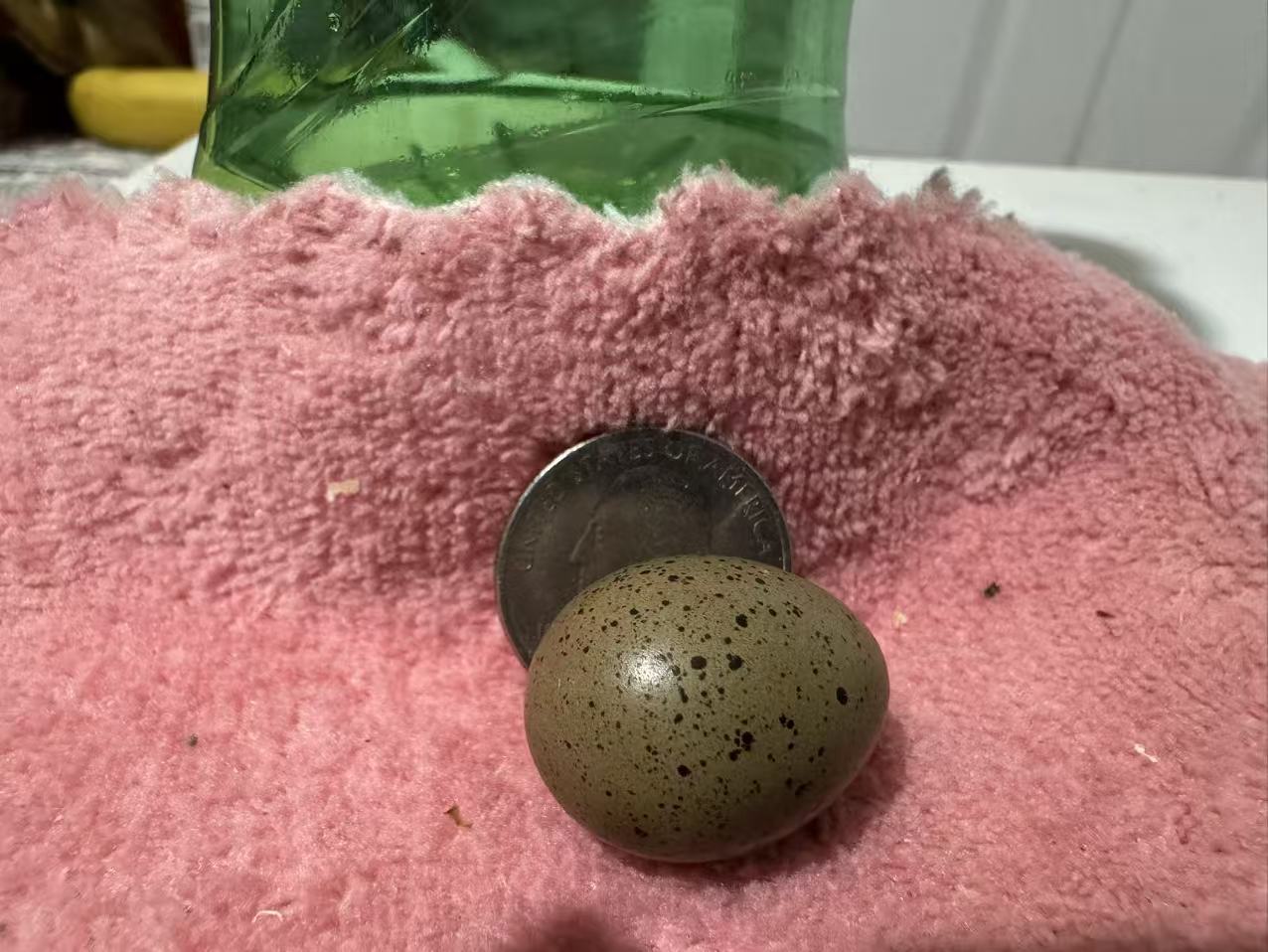HomeHatch Button Quail Fertile Eggs - 6 eggs